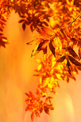 Autumn orange. Autumn landscape with orange leaves.