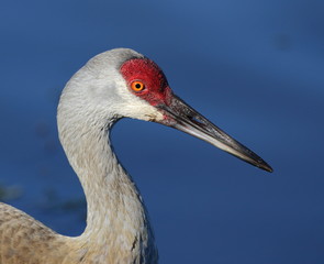 Sandhill Crane