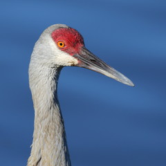 Sandhill Crane