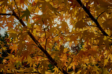 Autumn red, orange, yellow leaves on liquidambar (Liquidambar strasiciflua) branches. amber tree Texture of nature for design