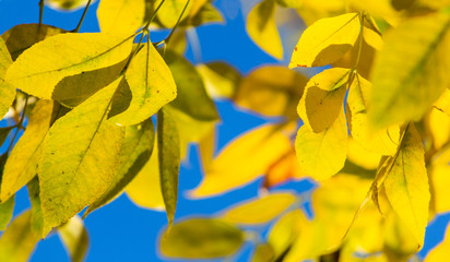  Autumn background with yellow leaves on the blue background
