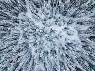 Aerial/Drone View of Snow Covered Evergreen "Christmas" Tree Forest after Snow/Blizzard near Breckenridge, Colorado Rocky Mountains.  