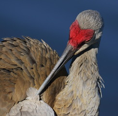 Sandhill Crane