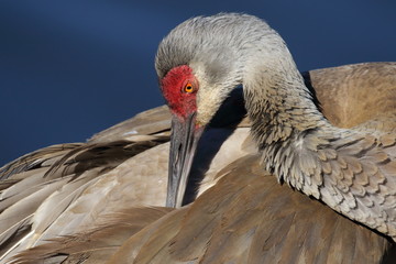 Sandhill Crane