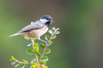 Obraz premium Coal tit at natural pose
