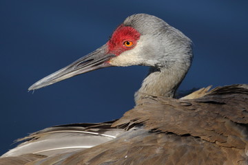 Sandhill Crane