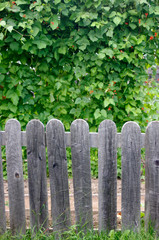 Wooden picket fence in front of green vine wall with copy space