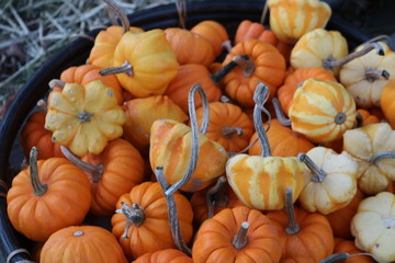 Pumpkin patch in historic New England