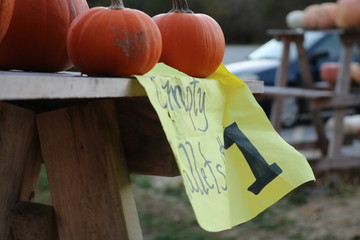 Pumpkin patch in historic New England
