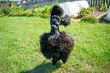 Flying dog cocker spaniel