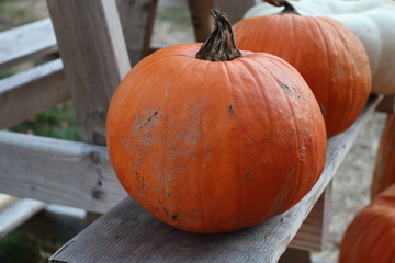 Pumpkin patch in historic New England