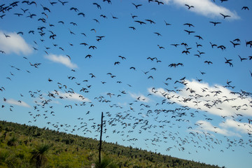 Group of birds flying over the sky