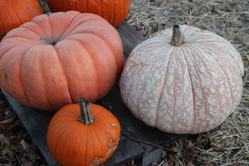 Pumpkin patch in historic New England