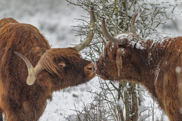 Highlands