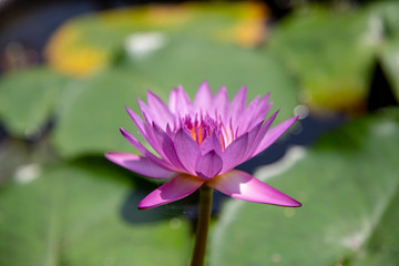 Close up lotus blossom
