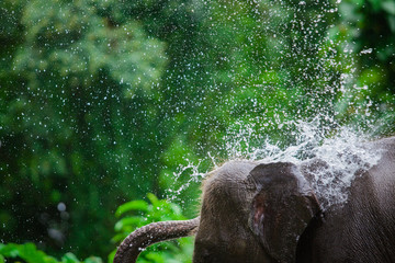 Phuket Thailand Elephant Playing Shower in the River.