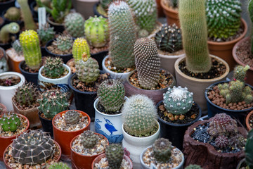 Group of cactus