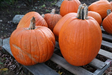 Pumpkin patch in historic New England