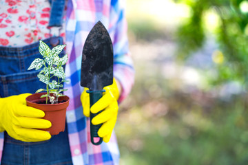 flower transplant  in the garden