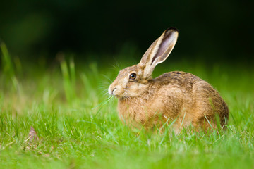 European Brown hare in meadow