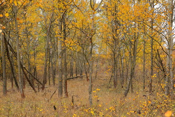 Autumn leaves in the trees