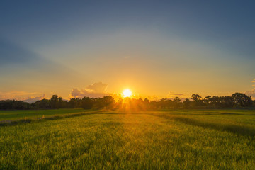 Beautiful rice field and sunset at Thailand.