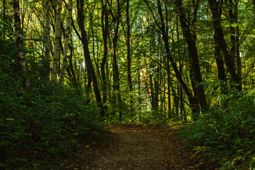 Obraz premium Dirt road in the autumn forest