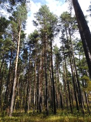 Fototapeta premium trees in forest