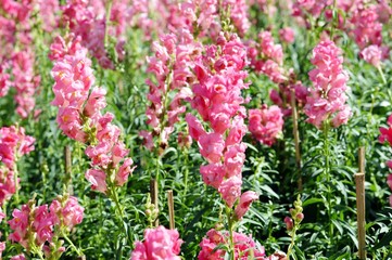 pink snapdragon, flower closeup on a green background. 