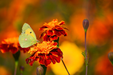 Butterfly on top of orange ornamental flower