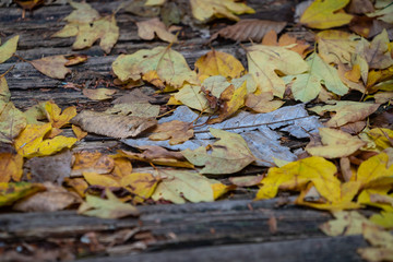山 / 自然 / 森 / 登山 / 山道のイメージ
