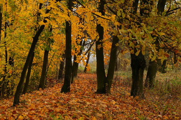 Autumn leaves in the trees