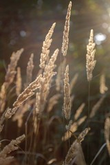 Fototapeta premium sunflare grass background