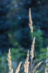 sunflare grass background