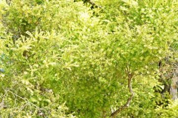 Closeup of the fresh green plant in the botanical park.