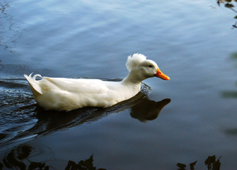 A covey of wild duck crested swim is in the river