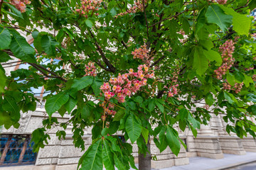 red berries on the tree