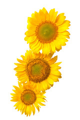 Fototapeta premium Three sunflowers isolated on white background. Flower bouquet. The seeds and oil. Flat lay, top view