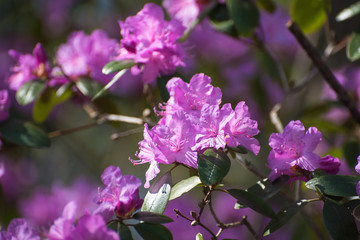 Pink rhododendron