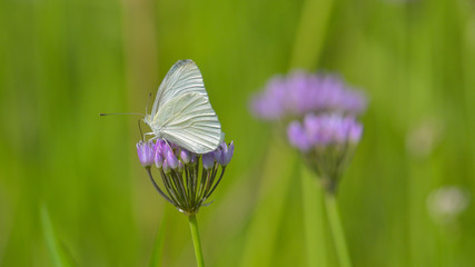 Farfalla bianca che si nutre su un fiore nel prato estivo
