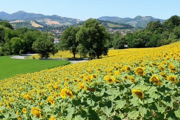 Country landscape with field of sunflowers  in Marche region, Italy.