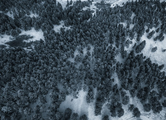 Aerial drone photo of evergreen trees covered in snow outside of Boulder, Colorado