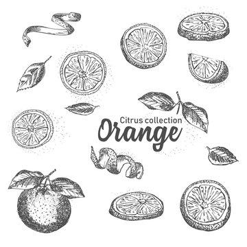 Black and white set of hand drawn tropical citrus fruit. Orange. Ink sketch style. Good idea for templates menu, recipes, greeting cards.