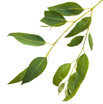 Eucalyptus leaves on white background.