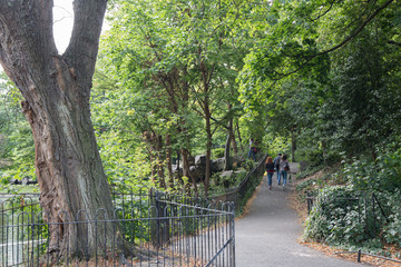 Tree in St Stephens Green Park, Dublin