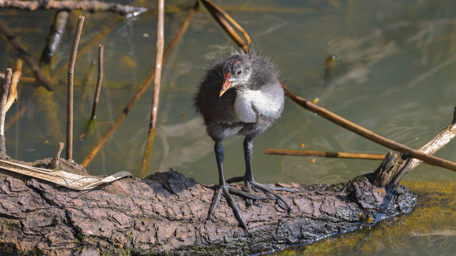 Giovane folaga sul ramo sul fiume