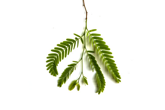 Fototapeta tamarind leaf on white background.