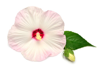 Pink hibiscus flower with bud and leaf isolated on white background. Flat lay, top view - obrazy, fototapety, plakaty