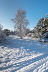 Snowy winter landscape.