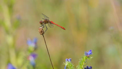Libellula rossa sullo stelo in mezzo al prato